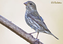 Carpodacus mexicanus